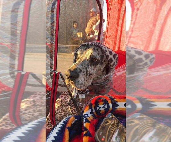 Medium Photo #5 Great Dane Puppy For Sale in Bullard, TX, USA