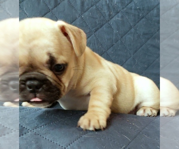Medium Photo #35 French Bulldog Puppy For Sale in MANHATTAN, NY, USA