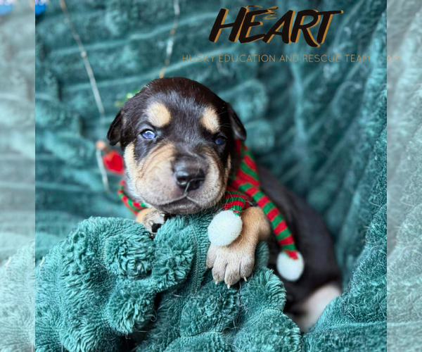 Medium Photo #1 Saint Bernard-Siberian Husky Mix Puppy For Sale in Severn, MD, USA