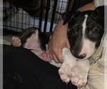 Small #14 Bull Terrier