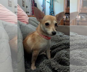 Chihuahua-Unknown Mix Dogs for adoption in Oakhurst, NJ, USA
