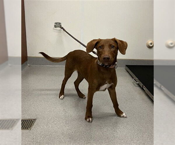 Medium Photo #2 Labrador Retriever-Unknown Mix Puppy For Sale in Rancho Cucamonga, CA, USA