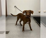 Small #1 Labrador Retriever Mix
