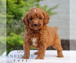 Small #3 Goldendoodle (Miniature)