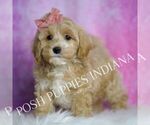 Small #4 Maltipoo