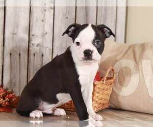 Boston Terrier Puppy for sale in MOUNT VERNON, OH, USA