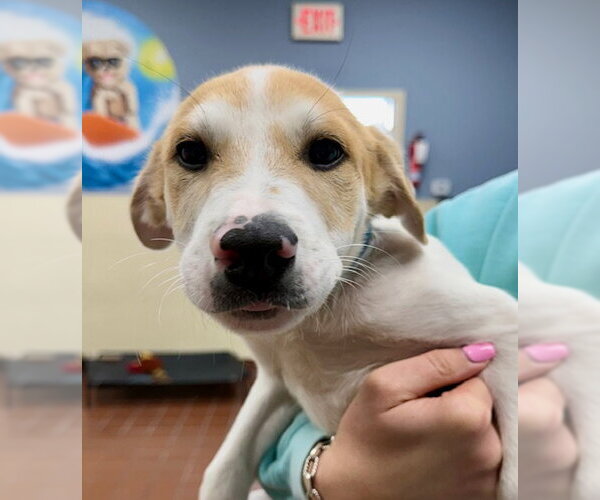 Medium Photo #1 Labrador Retriever-Unknown Mix Puppy For Sale in Jefferson, NJ, USA