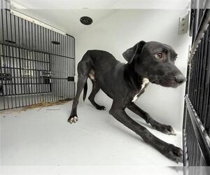 Labrador Retriever-Unknown Mix Dogs for adoption in Houston, TX, USA