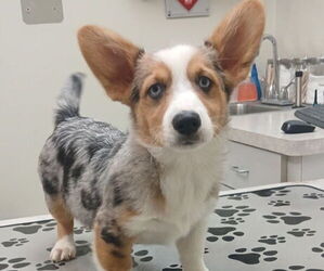 Pembroke Welsh Corgi Puppy for sale in MILTON, WI, USA