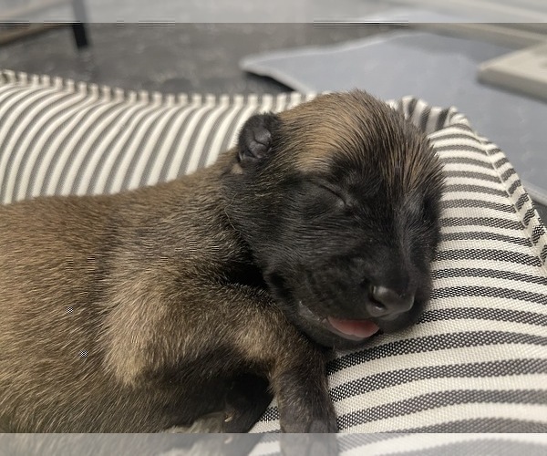 Medium Photo #277 Belgian Malinois Puppy For Sale in REESEVILLE, WI, USA