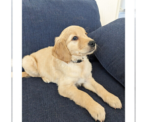 Medium Photo #2 Golden Retriever Puppy For Sale in SAN MARCOS, CA, USA