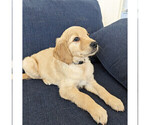 Small Photo #2 Golden Retriever Puppy For Sale in SAN MARCOS, CA, USA