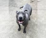 Small #11 Mutt