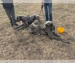 Small #11 Irish Wolfhound