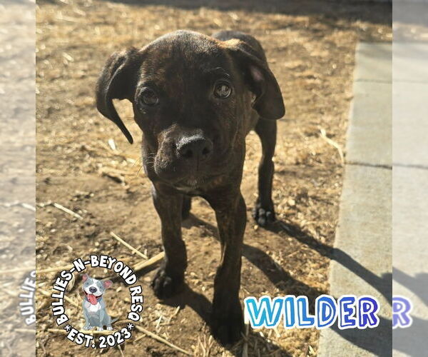 Medium Photo #1 Labrador Retriever-Unknown Mix Puppy For Sale in Omaha, NE, USA