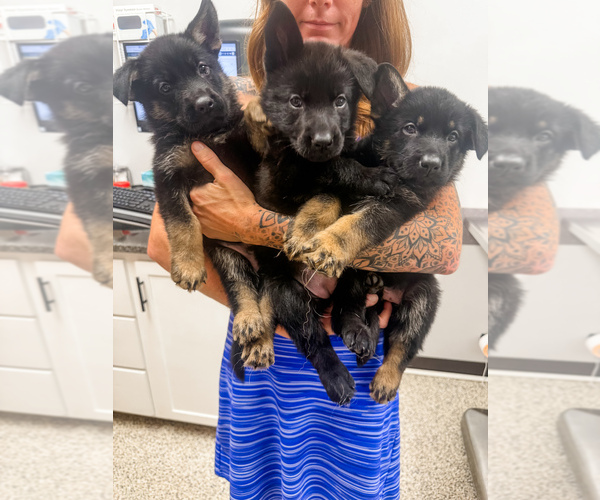 Medium Photo #1 German Shepherd Dog Puppy For Sale in HUDSONVILLE, MI, USA