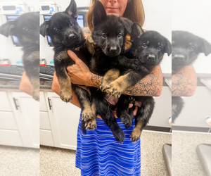 Medium German Shepherd Dog