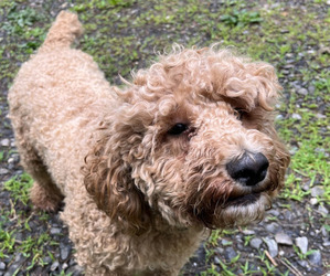 Mother of the Cavapoo puppies born on 04/28/2025