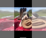 Small Photo #6 Great Dane Puppy For Sale in BESSEMER CITY, NC, USA