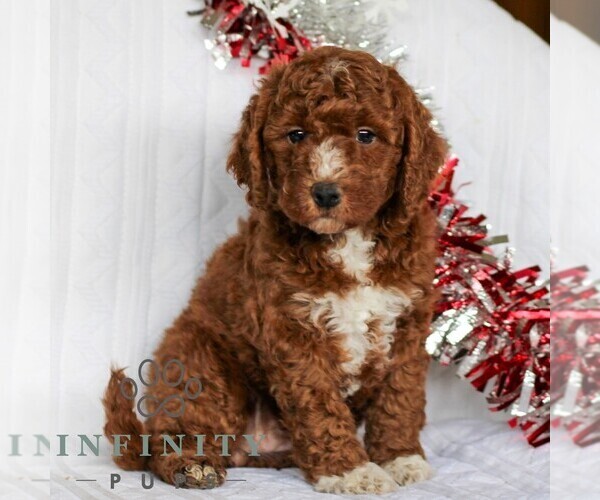 Medium Photo #5 Goldendoodle (Miniature) Puppy For Sale in LITITZ, PA, USA