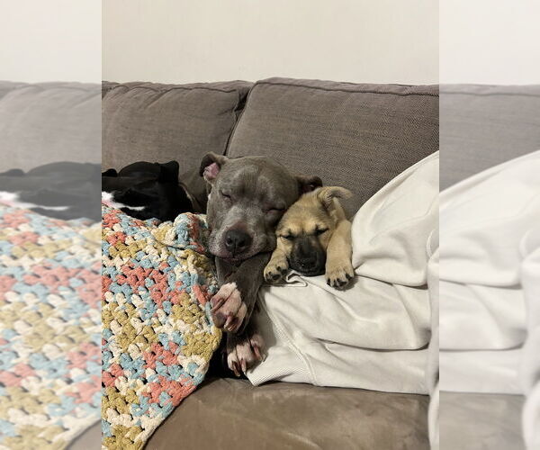 Medium Photo #7 Mutt Puppy For Sale in Brewster, NY, USA