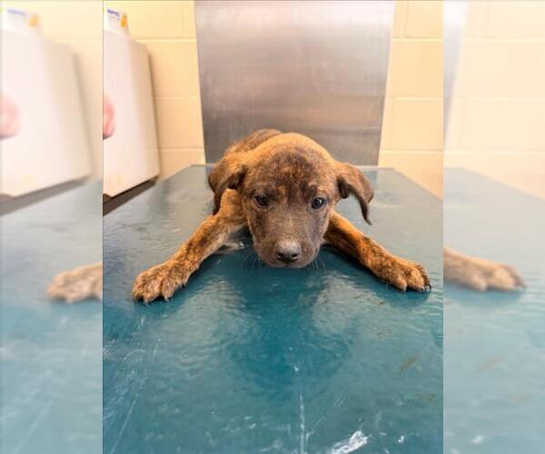 Medium Photo #1 Black Mouth Cur-Unknown Mix Puppy For Sale in Mobile, AL, USA