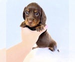 Image preview for Ad Listing. Nickname: Dakota