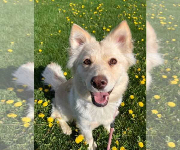 Medium Photo #2 Goberian Puppy For Sale in Anchorage, AK, USA