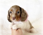 Small #7 Dachshund