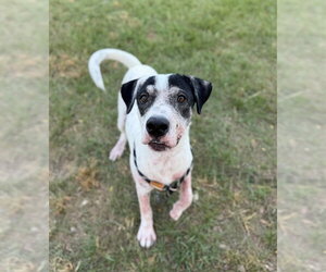 Beagle Dogs for adoption in Conroe, TX, USA
