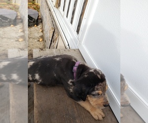 Catahoula Leopard Dog Puppy for sale in PULLMAN, MI, USA