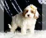 Puppy Odin F1 Cavapoo