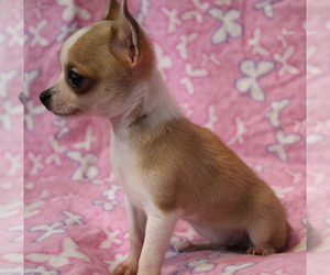 Chihuahua Puppy for sale in Abilene, KS, USA