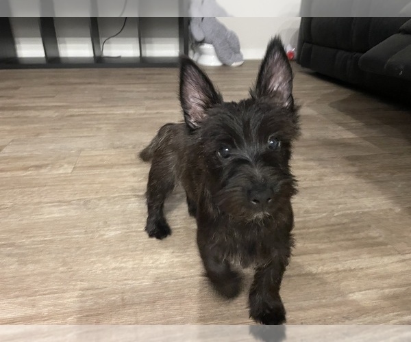 Medium Photo #1 Cairn Terrier Puppy For Sale in WIMAUMA, FL, USA