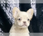 Small #1 French Bulldog