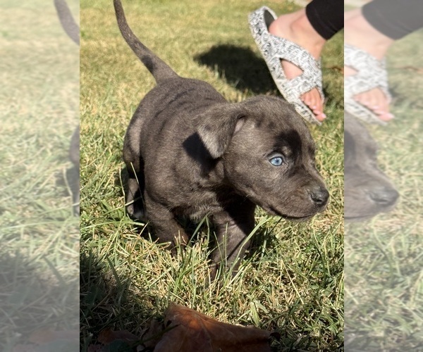 Medium Photo #53 Catahoula Leopard Dog Puppy For Sale in BUSHNELL, IL, USA