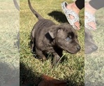 Small Photo #53 Catahoula Leopard Dog Puppy For Sale in BUSHNELL, IL, USA
