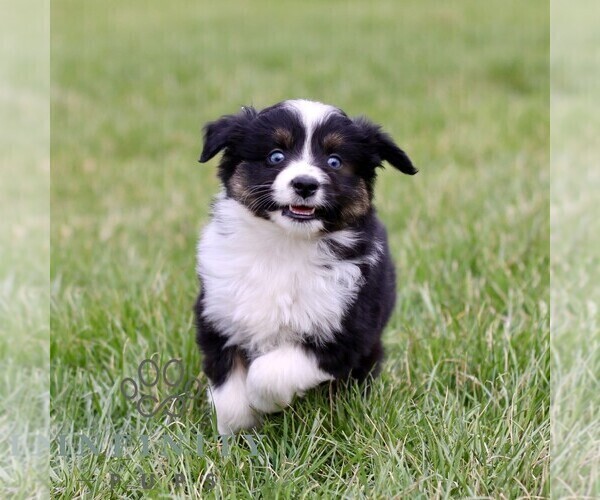 Medium Photo #1 Australian Shepherd Puppy For Sale in NEW PROVIDENCE, PA, USA