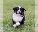 Small Australian Shepherd