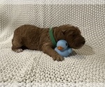 Small Photo #14 Goldendoodle Puppy For Sale in ZOLFO SPRINGS, FL, USA