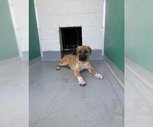 German Shepherd Dog-Unknown Mix Dogs for adoption in Visalia, CA, USA