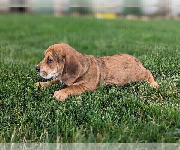 Medium Photo #3 Beabull Puppy For Sale in LINCOLN UNIV, PA, USA