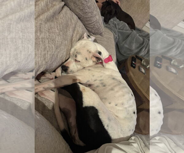 Medium Photo #3 Lab-Pointer Puppy For Sale in Houston, TX, USA