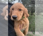 Small #3 Golden Retriever