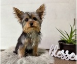 Small #9 Yorkshire Terrier