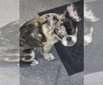 Small #2 French Bulldog