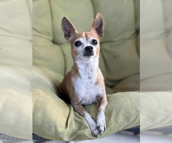 Medium Photo #1 Chipin Puppy For Sale in Princeton, MN, USA