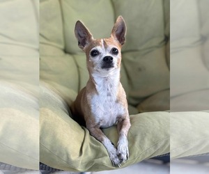 Chipin Dogs for adoption in Princeton, MN, USA