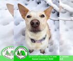 Small #2 Red Heeler Mix