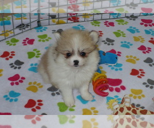 Pomeranian Puppy for sale in ORO VALLEY, AZ, USA